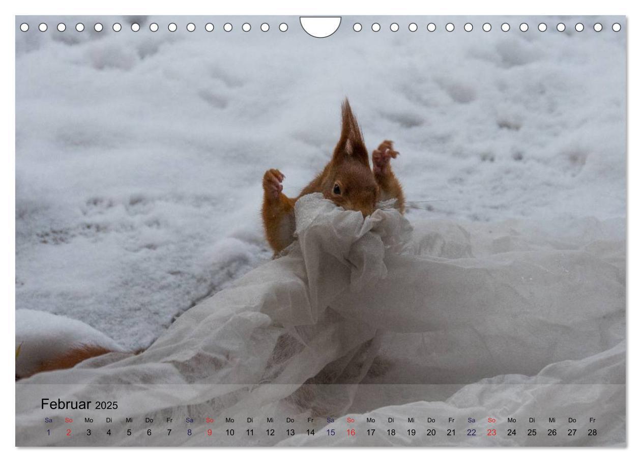 Bild: 9783435587469 | Spaß mit Eichhörnchen! (Wandkalender 2025 DIN A4 quer), CALVENDO...