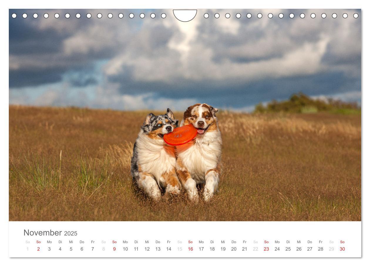 Bild: 9783435673032 | Australian Shepherd 2025 (Wandkalender 2025 DIN A4 quer), CALVENDO...