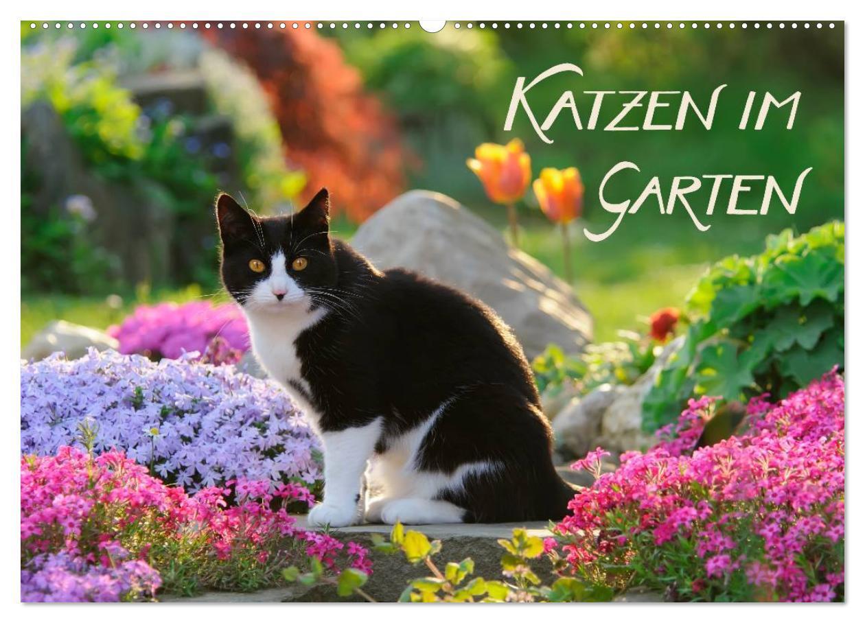 Cover: 9783675769700 | Katzen im Garten (Wandkalender 2024 DIN A2 quer), CALVENDO...