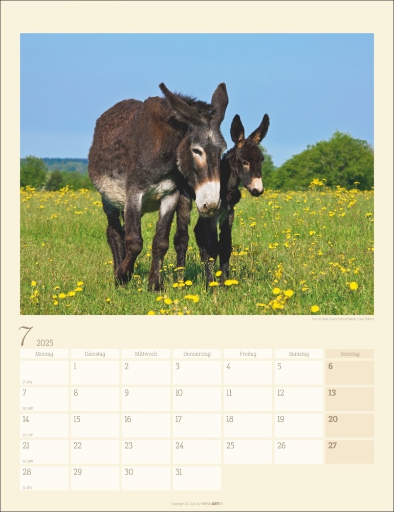 Bild: 9783839900451 | Esel Kalender 2025 | Marie-Luce Hubert (u. a.) | Kalender | 14 S.