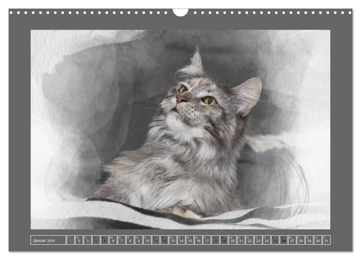 Bild: 9783435024186 | Maine Coon Aquarelle (Wandkalender 2025 DIN A3 quer), CALVENDO...