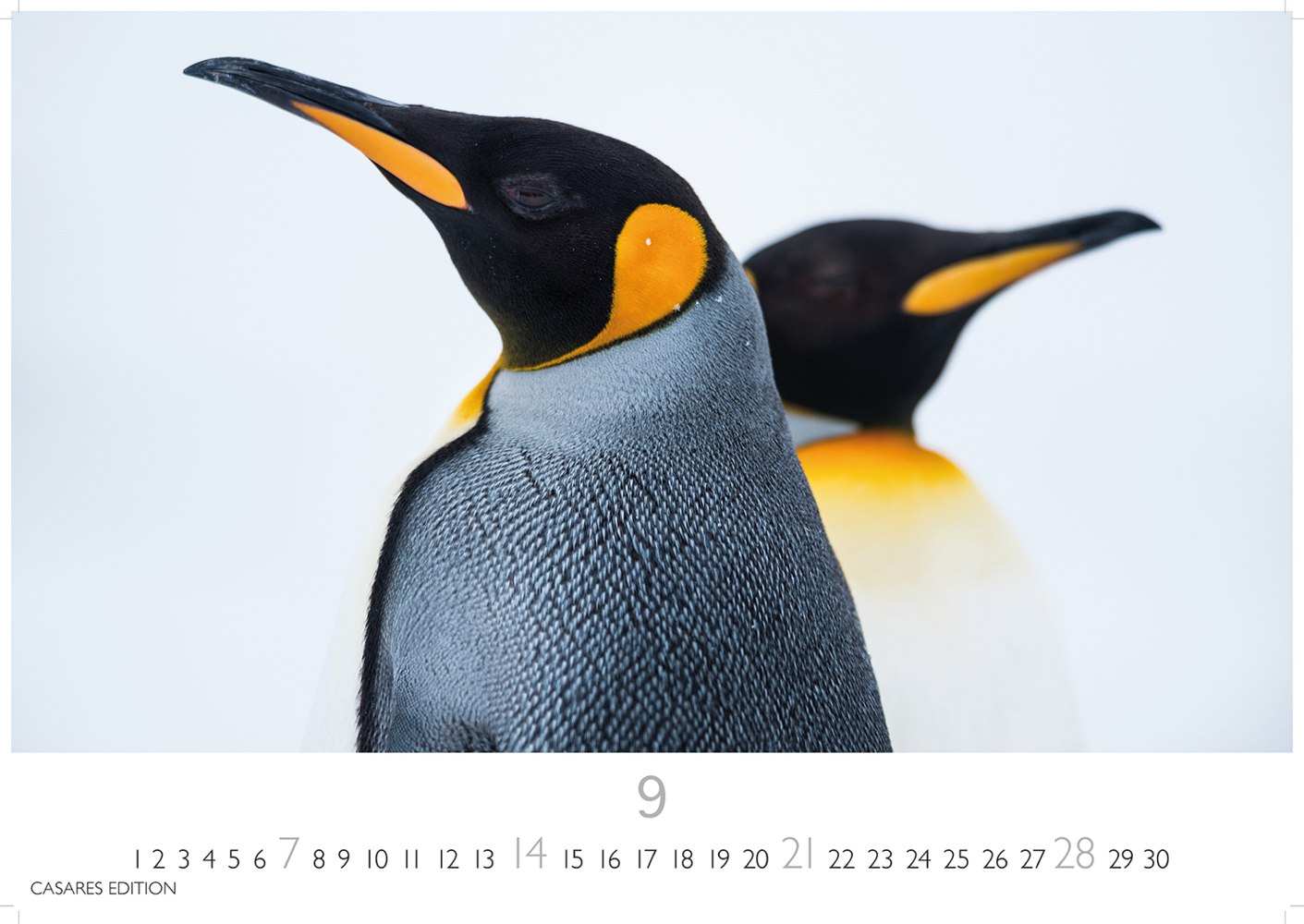 Bild: 9781835241219 | Pinguine 2025 S 24x35cm | Kalender | 14 S. | Deutsch | 2025