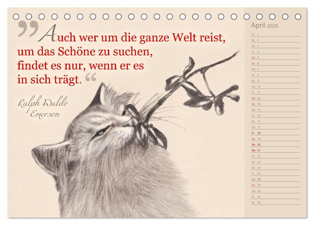 Bild: 9783435454396 | Von Katzen lernen (Tischkalender 2025 DIN A5 quer), CALVENDO...