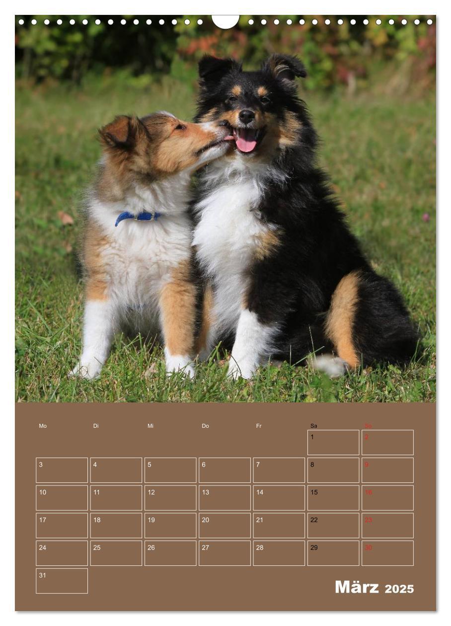 Bild: 9783457012932 | SHELTIES Herzensbrecher auf 4 Pfoten (Wandkalender 2025 DIN A3...