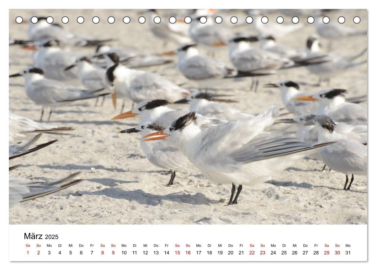 Bild: 9783435374564 | Möwen am Meer (Tischkalender 2025 DIN A5 quer), CALVENDO...