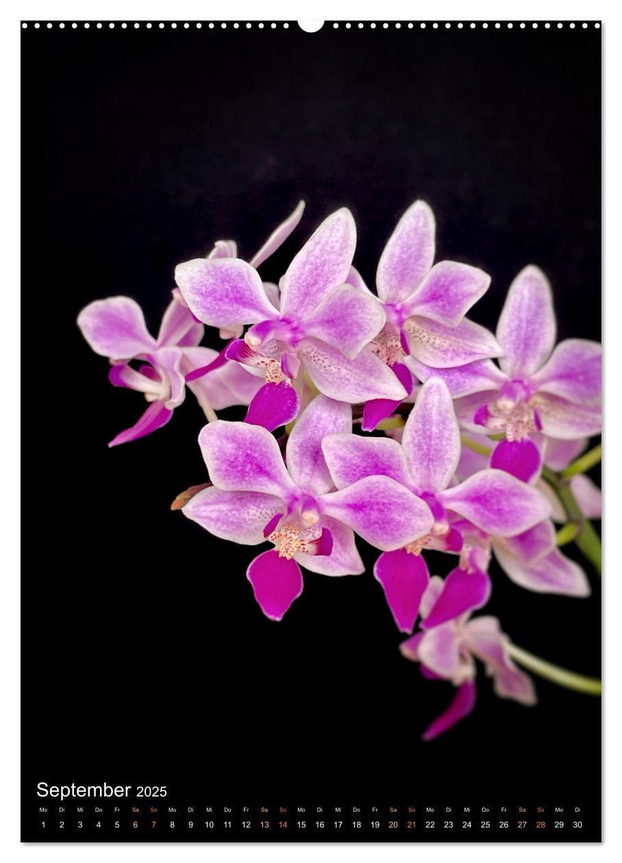 Bild: 9783435880676 | Orchideen - Exoten im Wohnzimmer (Wandkalender 2025 DIN A2 hoch),...