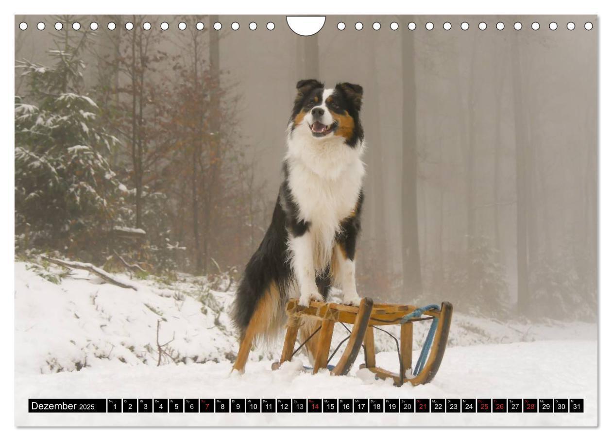 Bild: 9783435553624 | Australian Shepherd - Lebensfreude auf vier Pfoten (Wandkalender...