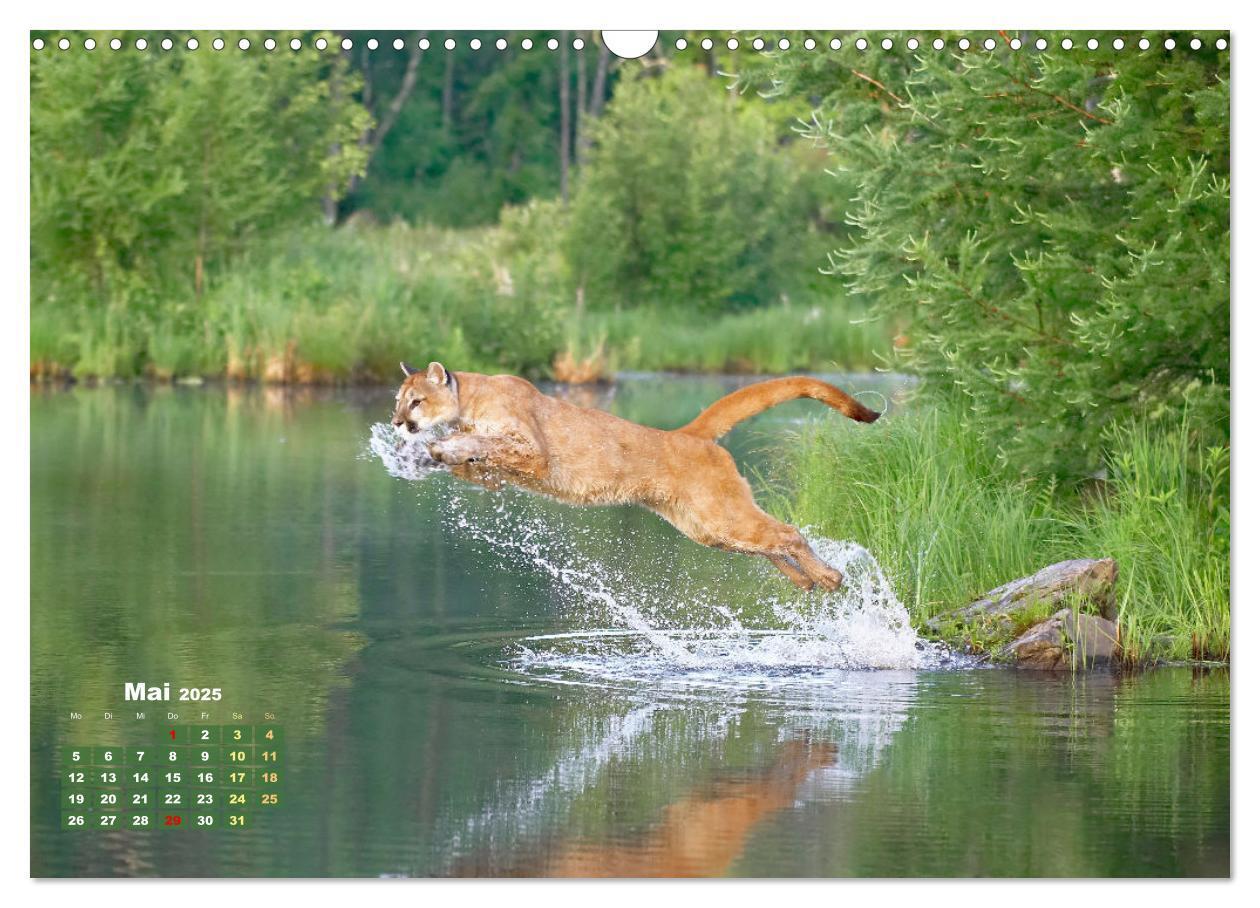 Bild: 9783383778087 | Puma: Auf leisen Pfoten (Wandkalender 2025 DIN A3 quer), CALVENDO...