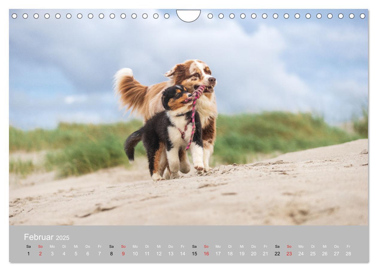 Bild: 9783435673247 | Australian Shepherd 2025 (Wandkalender 2025 DIN A4 quer), CALVENDO...