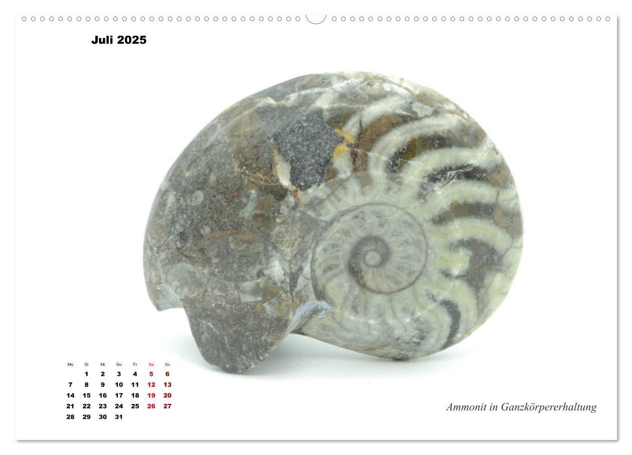 Bild: 9783435253517 | Fossilien - Ammoniten, Trilobiten, Erdgeschichte (Wandkalender 2025...