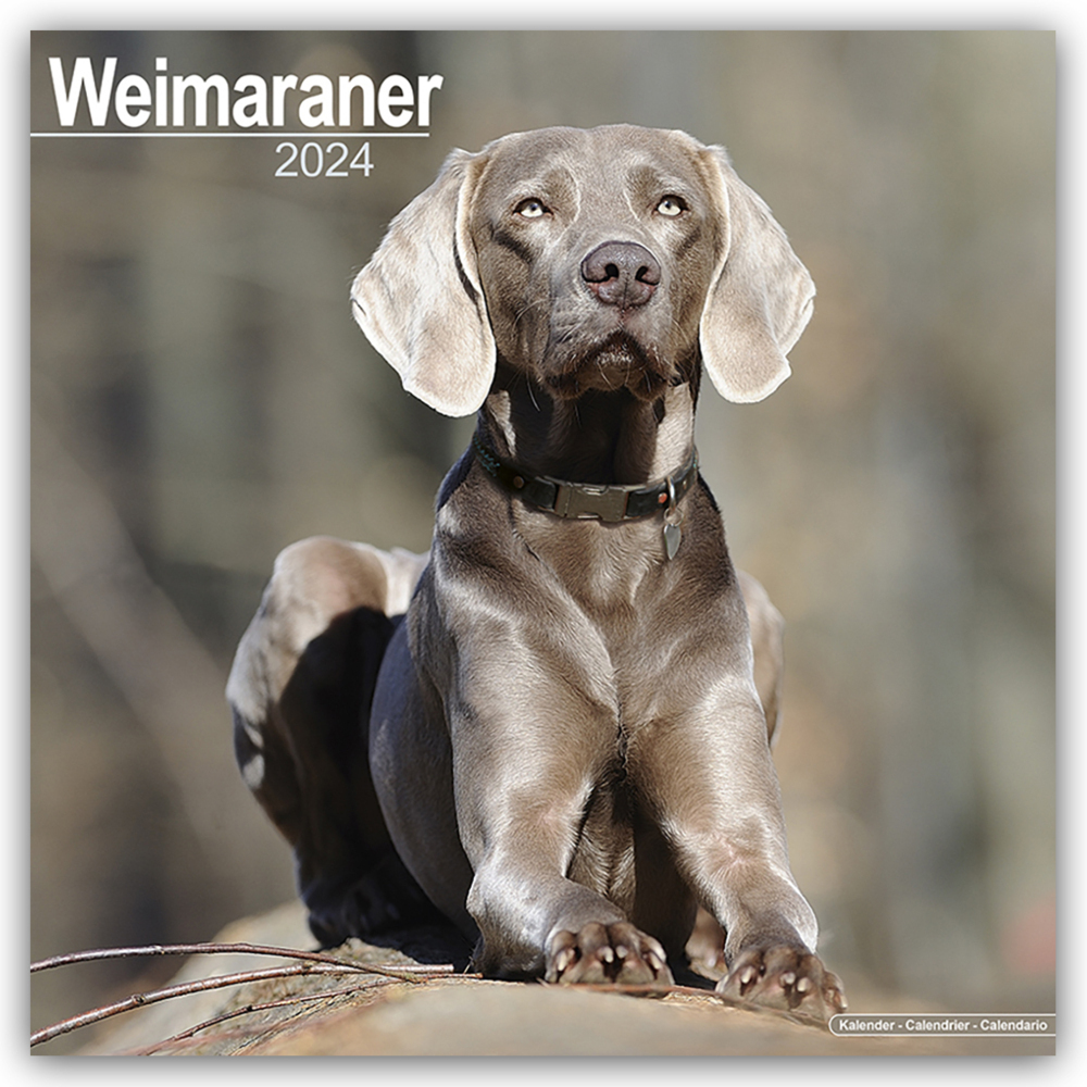 Cover: 9781804601013 | Weimaraner - Weimaraner 2024 - 16-Monatskalender | Ltd | Kalender