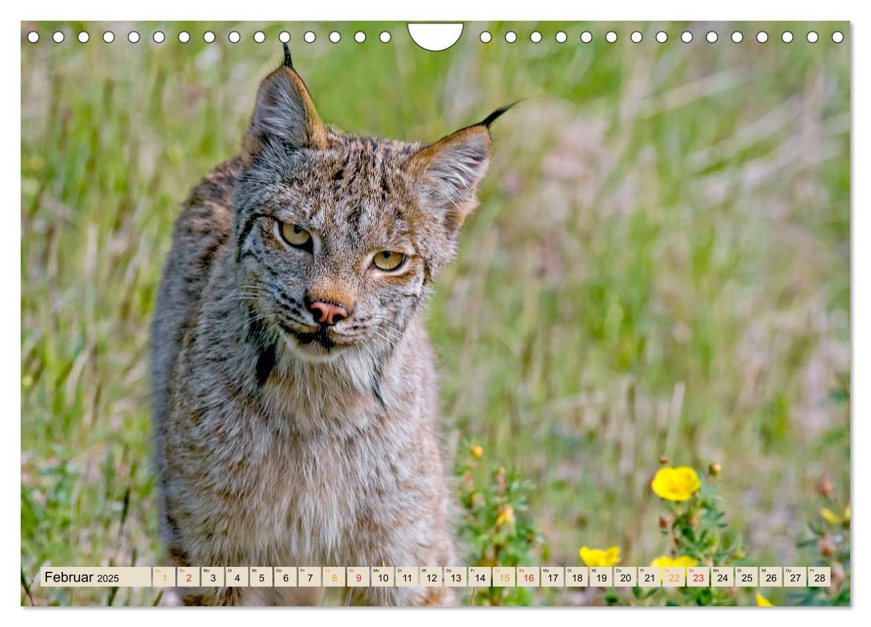 Bild: 9783435118601 | Raubkatze Luchs (Wandkalender 2025 DIN A4 quer), CALVENDO...