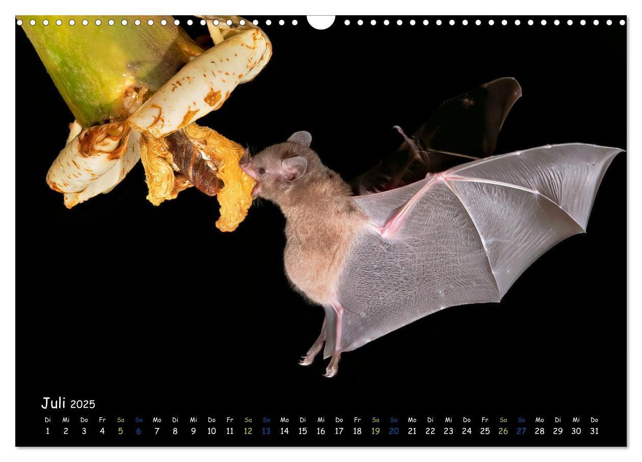 Bild: 9783457184226 | Fledermäuse - kleine Vampire (Wandkalender 2025 DIN A3 quer),...