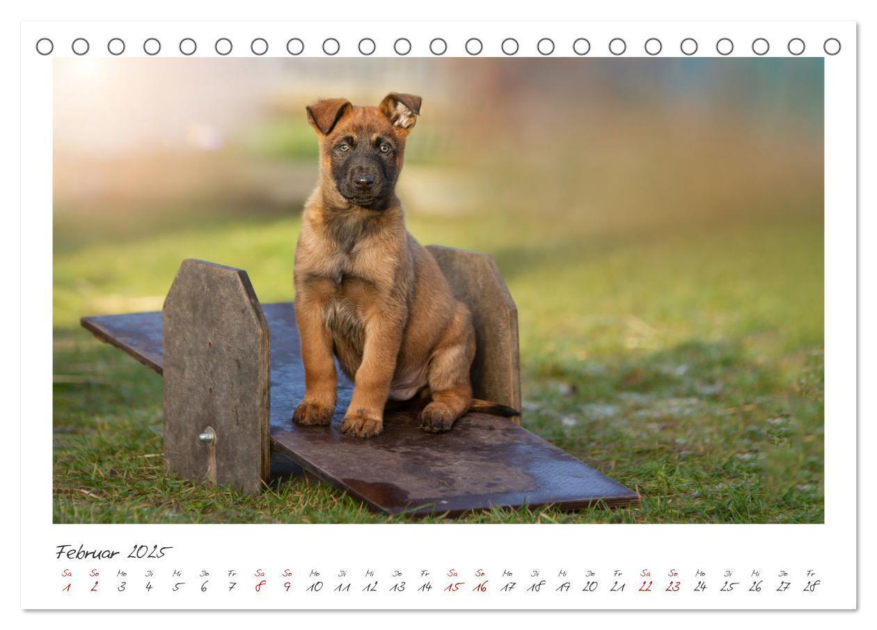 Bild: 9783383798450 | Mit dem Malinois durch das Jahr (Tischkalender 2025 DIN A5 quer),...