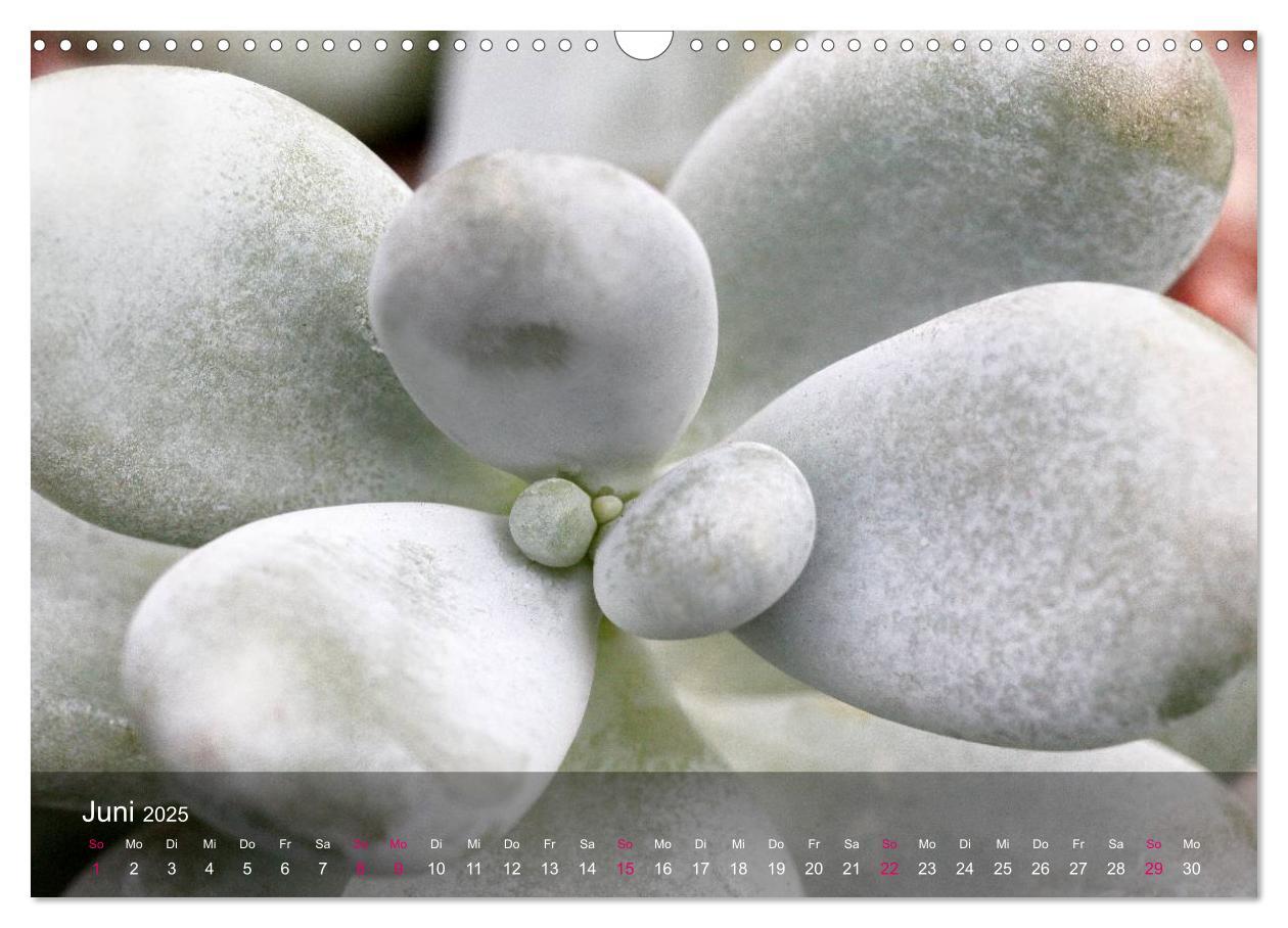 Bild: 9783435590407 | Sukkulenten in Haus und Garten (Wandkalender 2025 DIN A3 quer),...