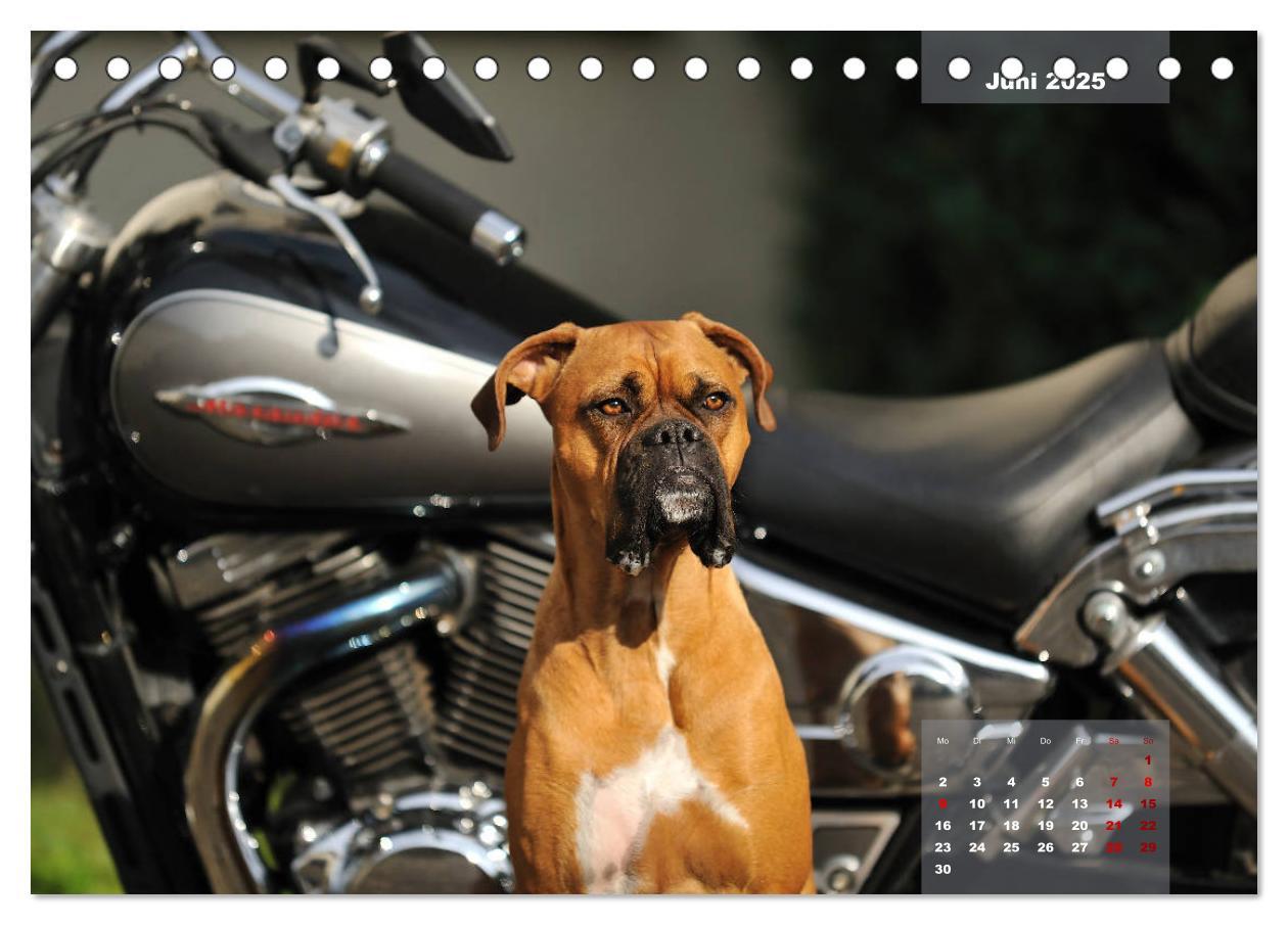 Bild: 9783435337774 | Typisch Boxer (Tischkalender 2025 DIN A5 quer), CALVENDO...