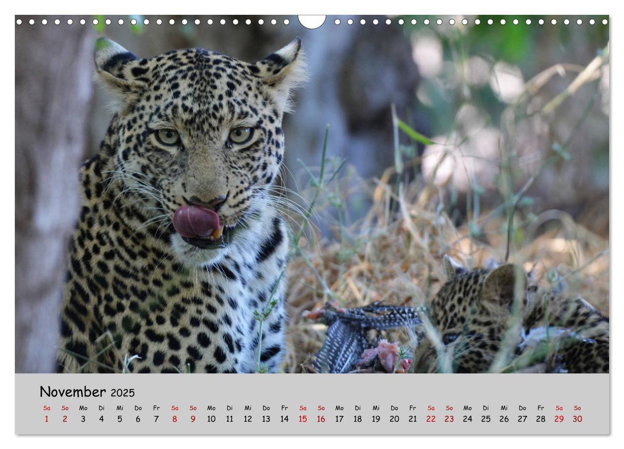 Bild: 9783435365753 | Leoparden - groß und klein (Wandkalender 2025 DIN A3 quer),...