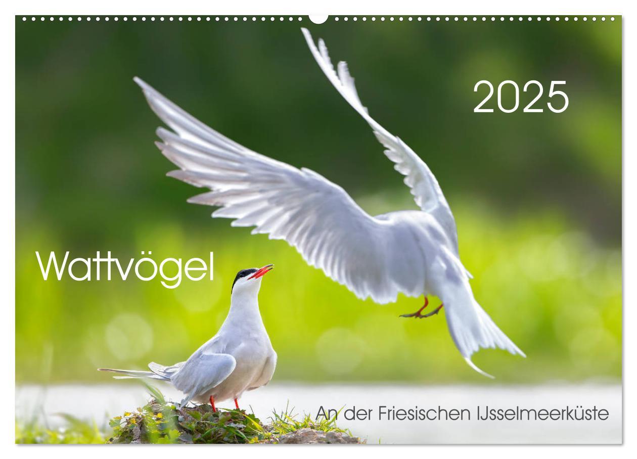 Cover: 9783435379392 | Wattvögel an der Friesischen IJsselmeerküste (Wandkalender 2025 DIN...