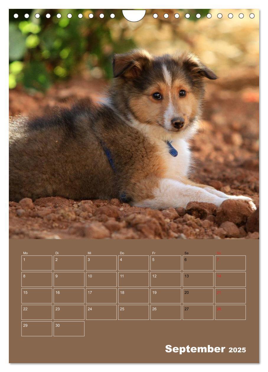 Bild: 9783457013298 | SHELTIES Herzensbrecher auf 4 Pfoten (Wandkalender 2025 DIN A4...