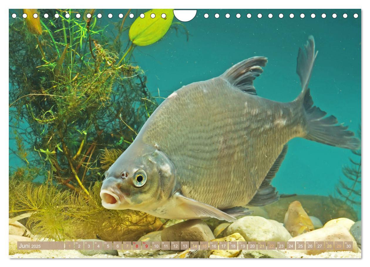 Bild: 9783383856891 | Fische in Teichen und Flüssen (Wandkalender 2025 DIN A4 quer),...