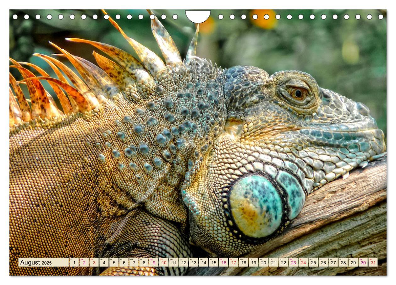 Bild: 9783435335930 | Wunderschöner Leguan (Wandkalender 2025 DIN A4 quer), CALVENDO...