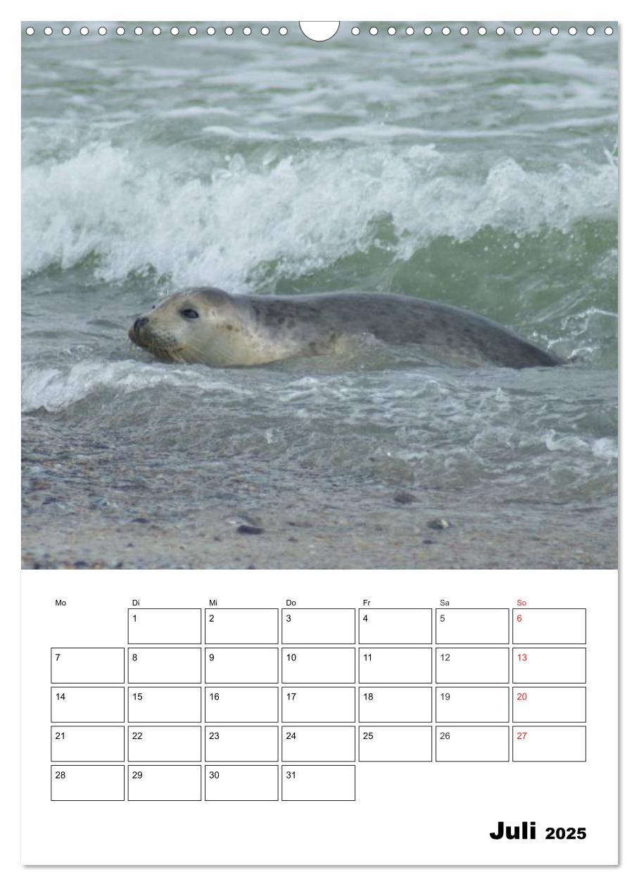 Bild: 9783457010518 | Liebenswerte Robben (Wandkalender 2025 DIN A3 hoch), CALVENDO...