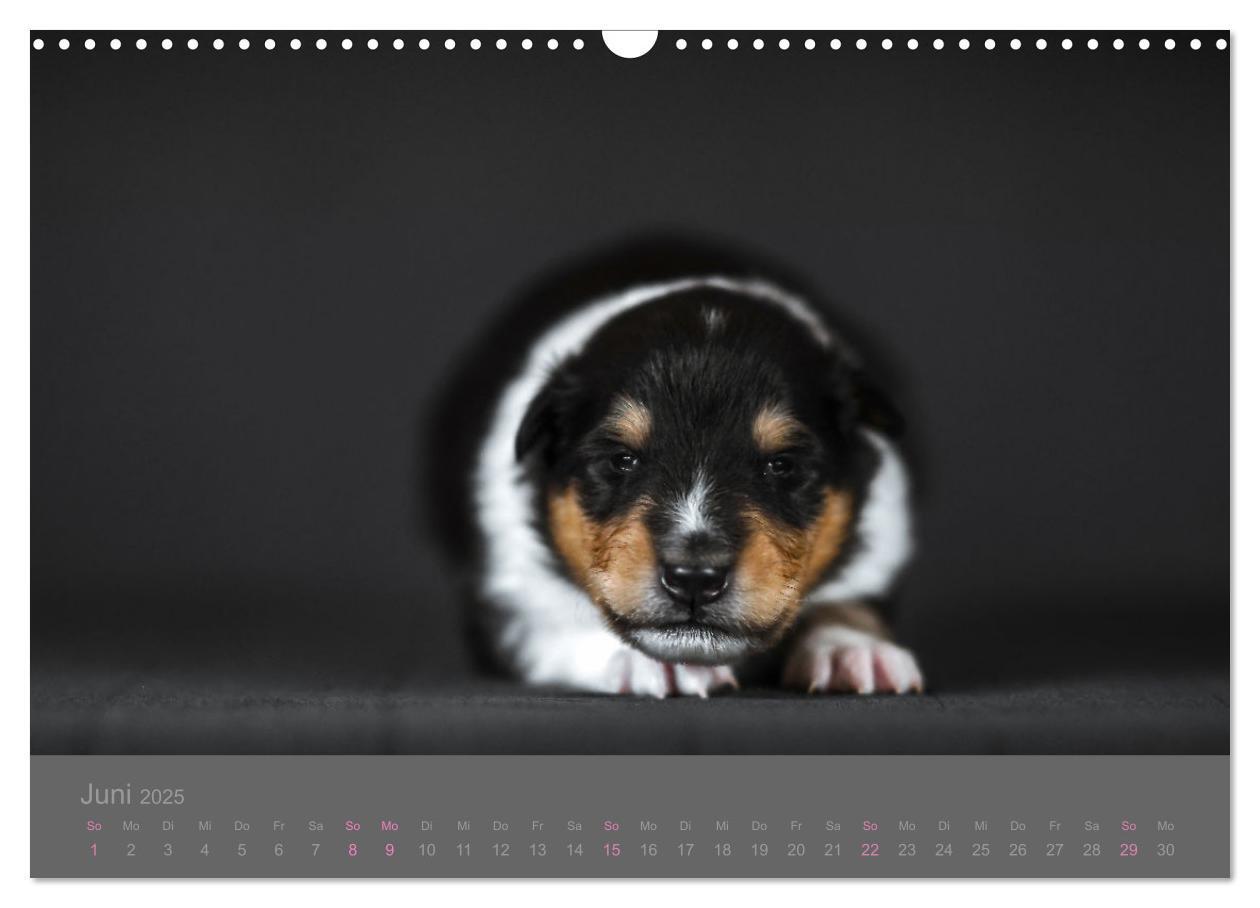 Bild: 9783435029860 | Collie Welpen einfach zuckersüß (Wandkalender 2025 DIN A3 quer),...