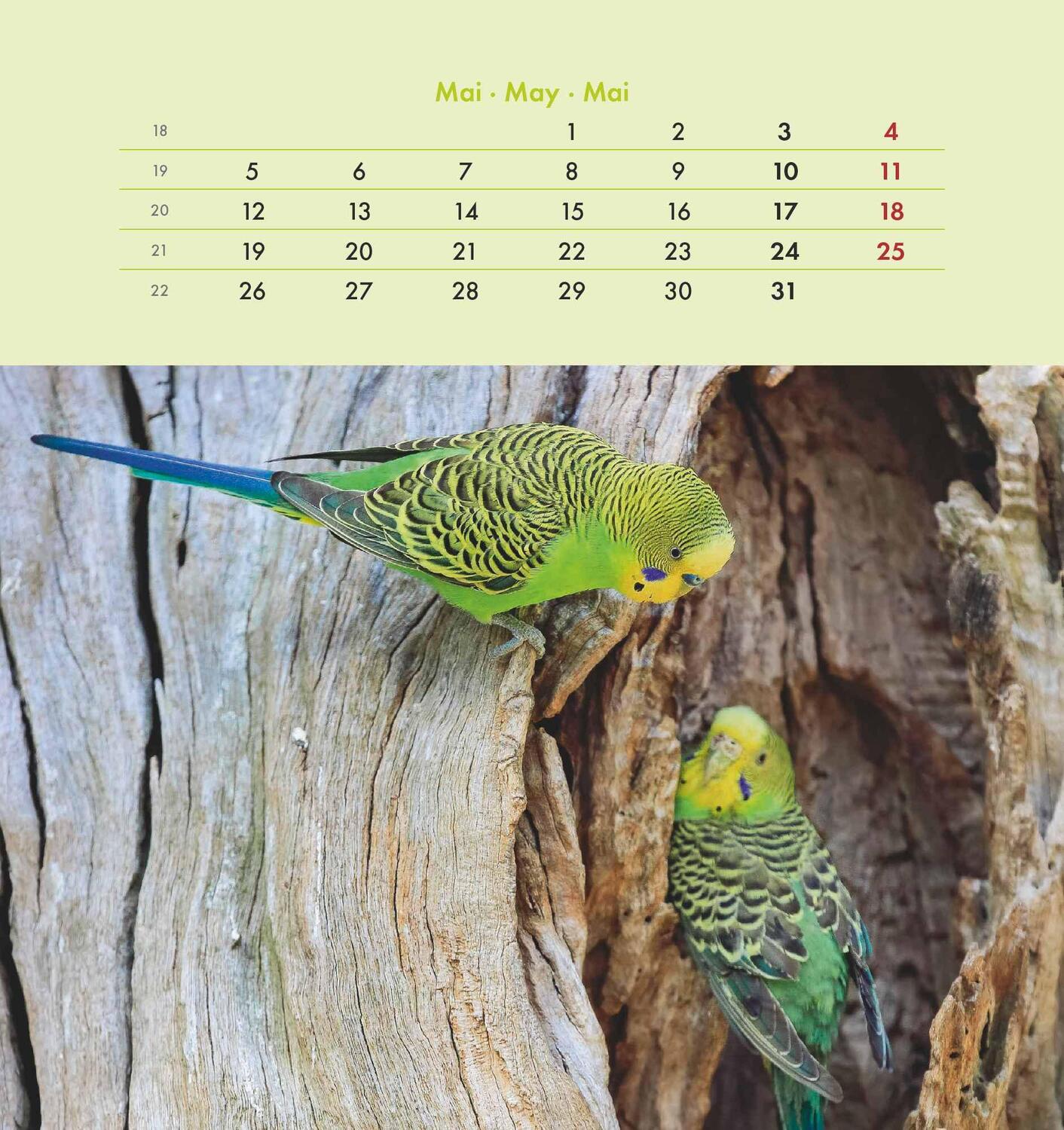 Bild: 4251732342319 | Wellensittiche 2025 - Postkartenkalender 16x17 cm - Budgies - zum...