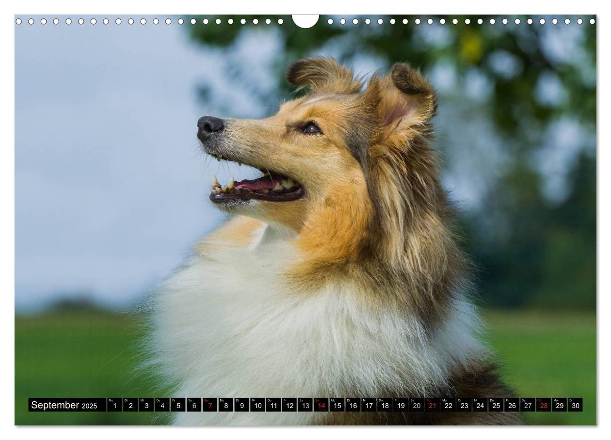 Bild: 9783435569564 | Traumhund Sheltie (Wandkalender 2025 DIN A3 quer), CALVENDO...