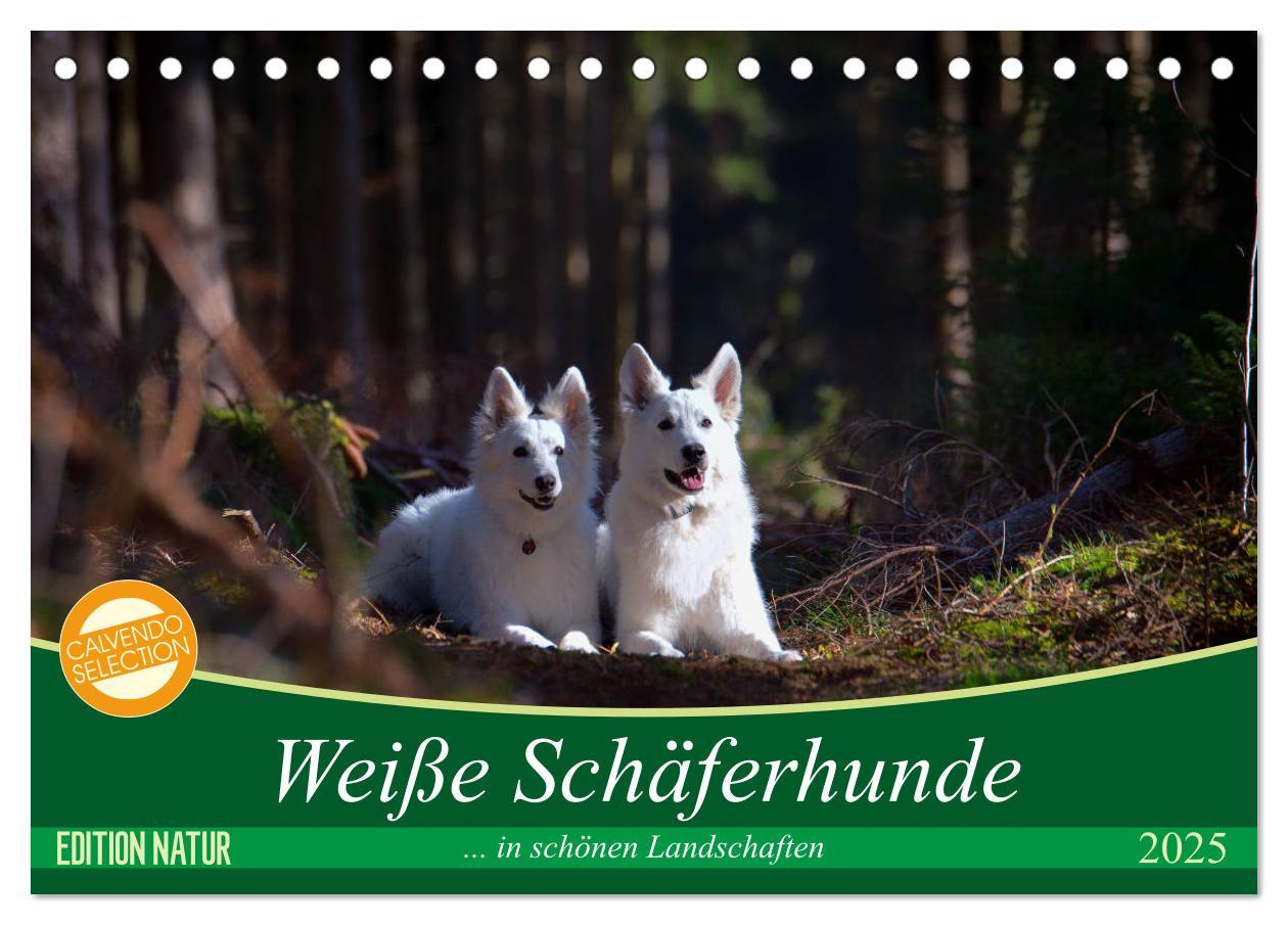 Cover: 9783435414574 | Weiße Schäferhunde in schönen Landschaften (Tischkalender 2025 DIN...