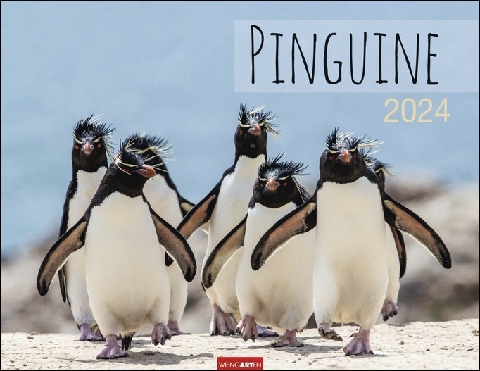 Cover: 9783840085420 | Pinguine Kalender 2024. Wand-Kalender mit Kaiser-, Adelie-, Zügel-...