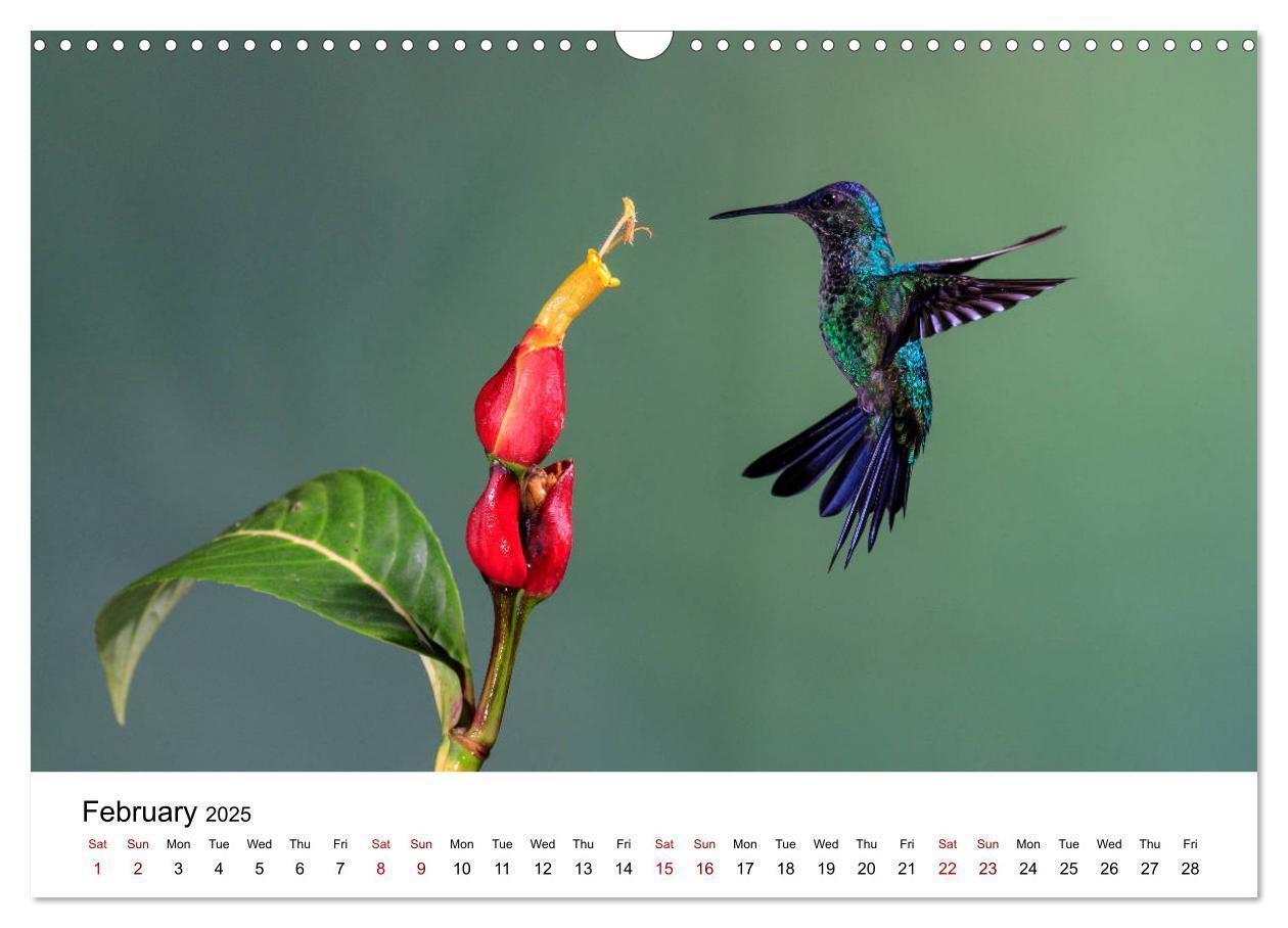 Bild: 9781325938438 | Hummingbirds - Flight artists in the rainforest (Wall Calendar 2025...