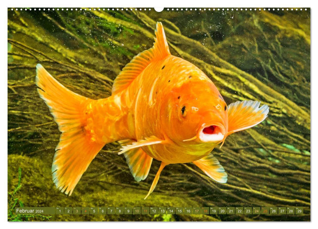 Bild: 9783675941120 | Koi: Juwelen im Teich (hochwertiger Premium Wandkalender 2024 DIN...