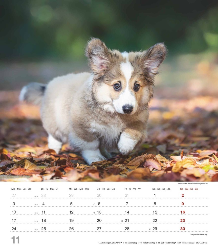 Bild: 4251732344405 | Niedliche Hundekinder 2025 - Wand-Kalender - Tier-Kalender - 30x34