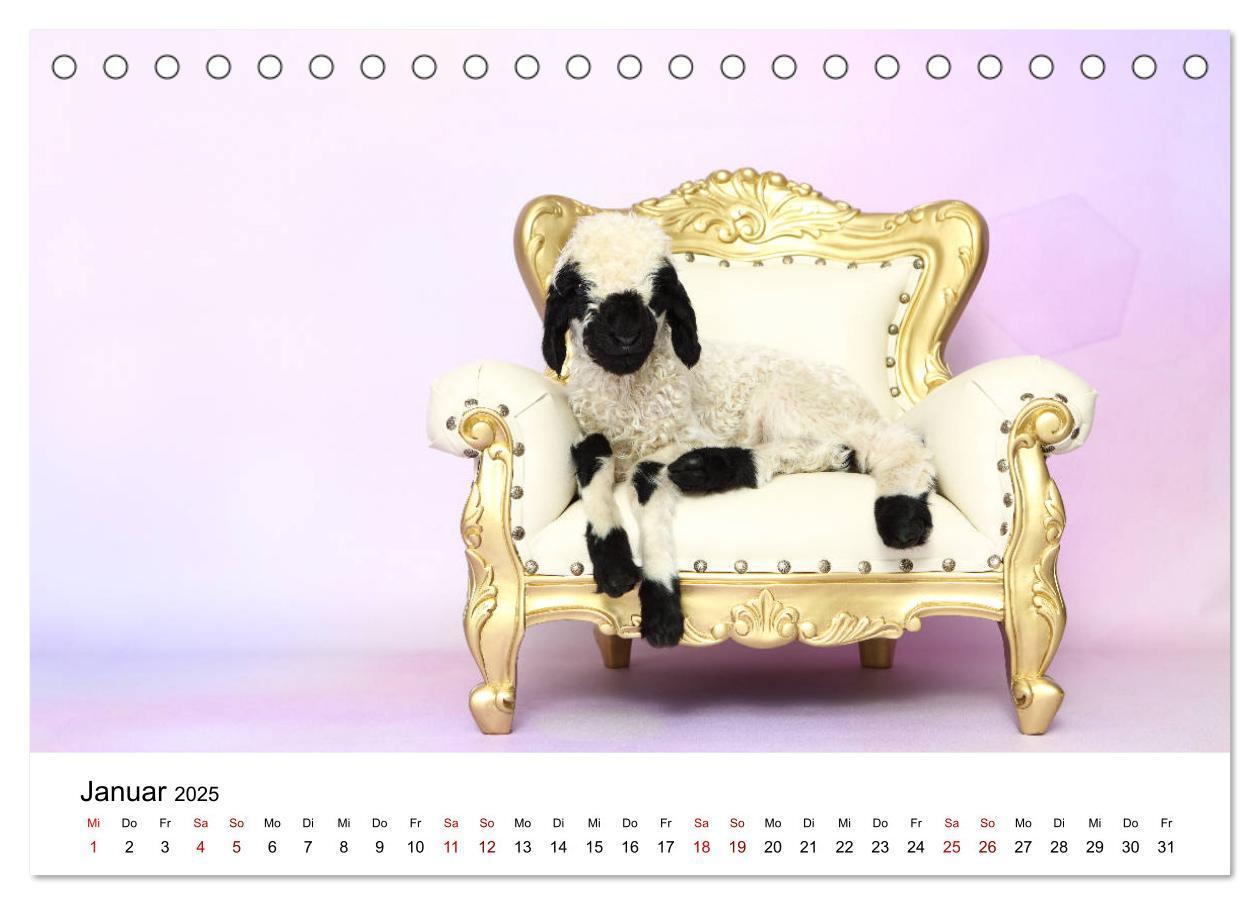 Bild: 9783435326068 | Walliser Schwarznasenschaf Valais Blacknose Sheep (Tischkalender...