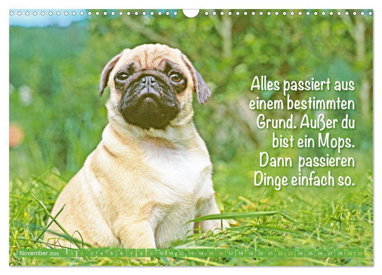 Bild: 9783457167168 | Lächeln mit Mops (Wandkalender 2025 DIN A3 quer), CALVENDO...