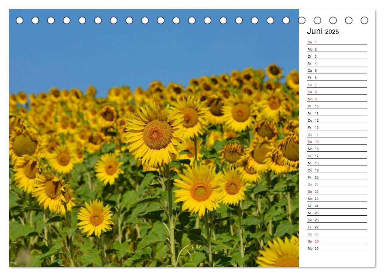 Bild: 9783435475797 | Ein Jahr lang Sonnenblumen (Tischkalender 2025 DIN A5 quer),...