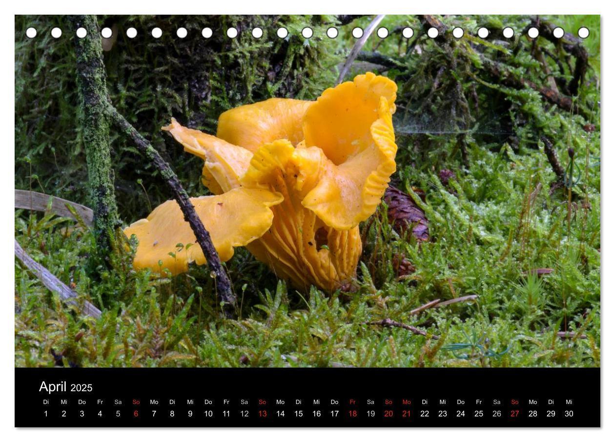 Bild: 9783435641314 | Pilze in Wald und Flur (Tischkalender 2025 DIN A5 quer), CALVENDO...