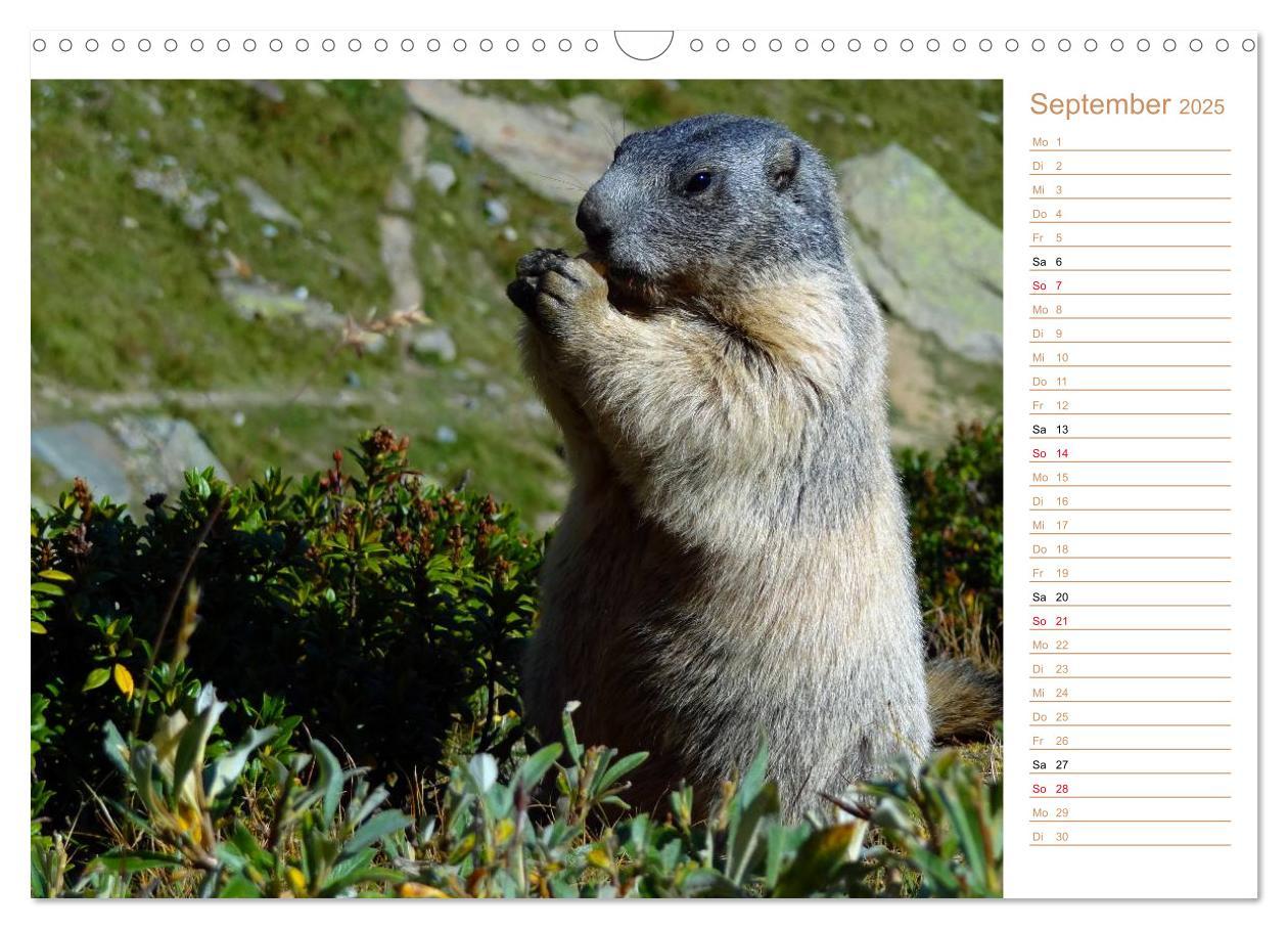 Bild: 9783435512027 | Wildlife - Verspielte Murmeltiere (Wandkalender 2025 DIN A3 quer),...