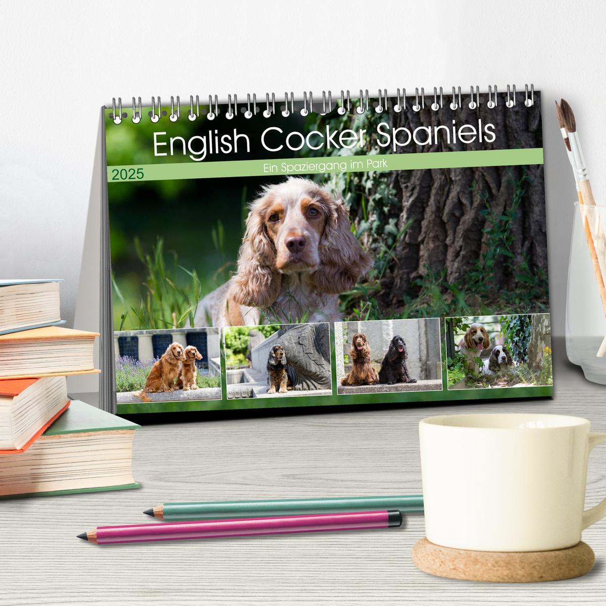 Bild: 9783435446605 | English Cocker Spaniels - Ein Spaziergang im Park (Tischkalender...