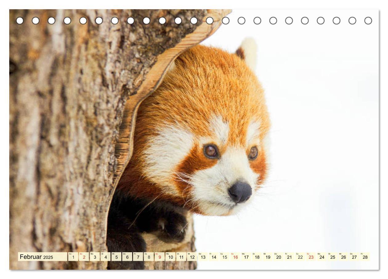 Bild: 9783435177394 | Roter Panda. Die superknuddeligen Katzenbären (Tischkalender 2025...