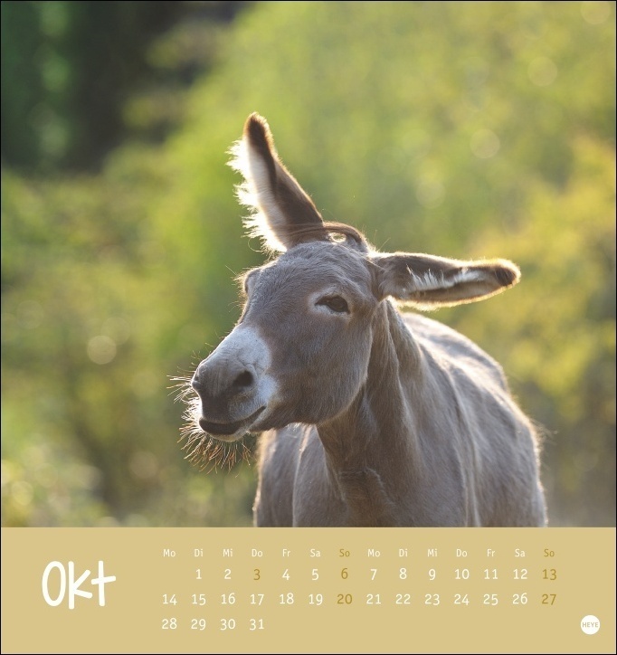 Bild: 9783756401307 | Esel - Von wegen sturer Esel Postkartenkalender 2024. Kleiner...