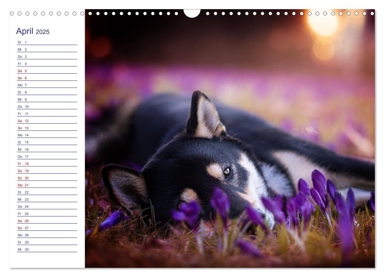 Bild: 9783435101900 | Japans Seelenhunde (Wandkalender 2025 DIN A3 quer), CALVENDO...