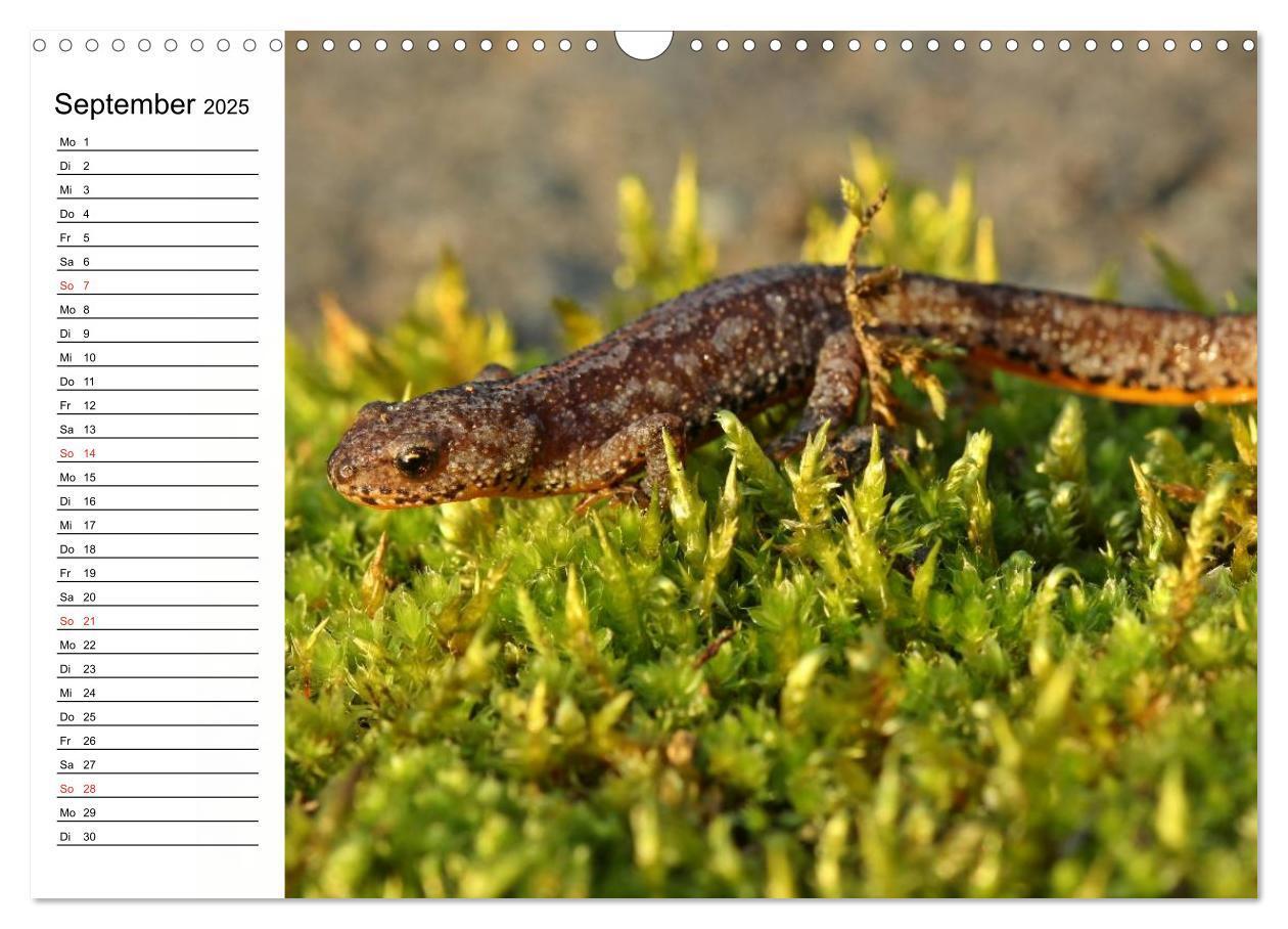 Bild: 9783435542659 | Amphibien und Reptilien (Wandkalender 2025 DIN A3 quer), CALVENDO...