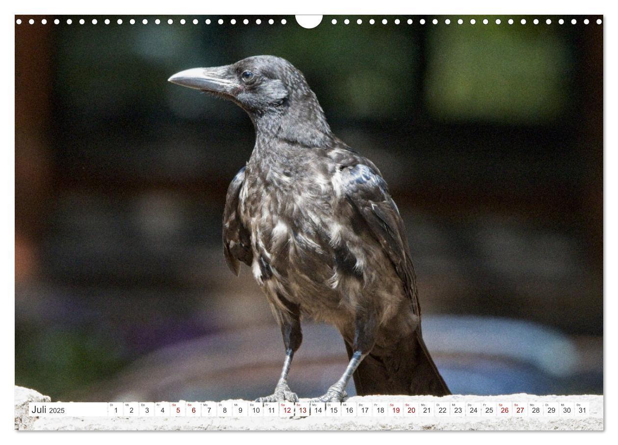 Bild: 9783383927447 | Rabenvögel - ganz nah (Wandkalender 2025 DIN A3 quer), CALVENDO...