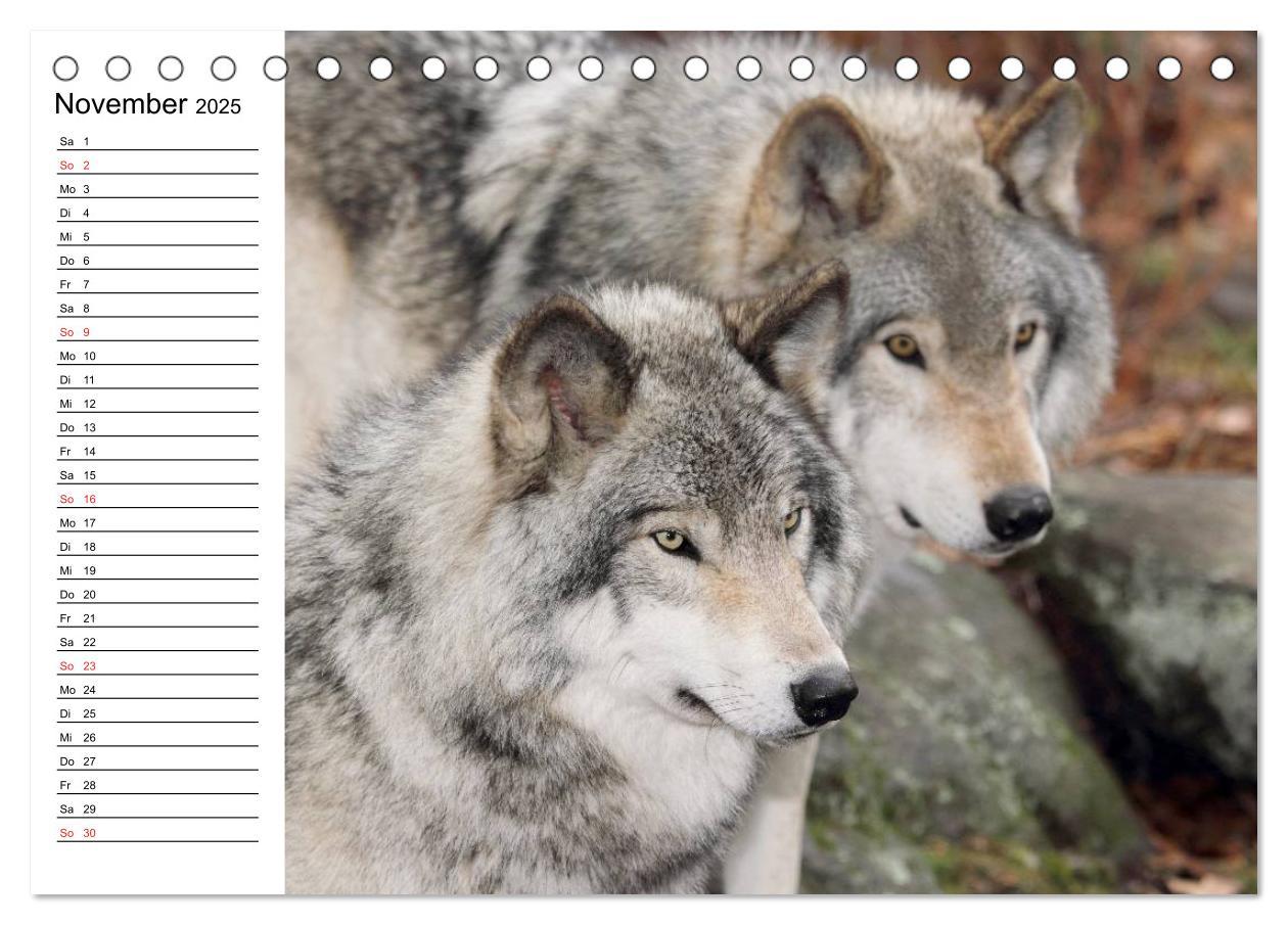 Bild: 9783435538058 | Alaska und Kanada (Tischkalender 2025 DIN A5 quer), CALVENDO...