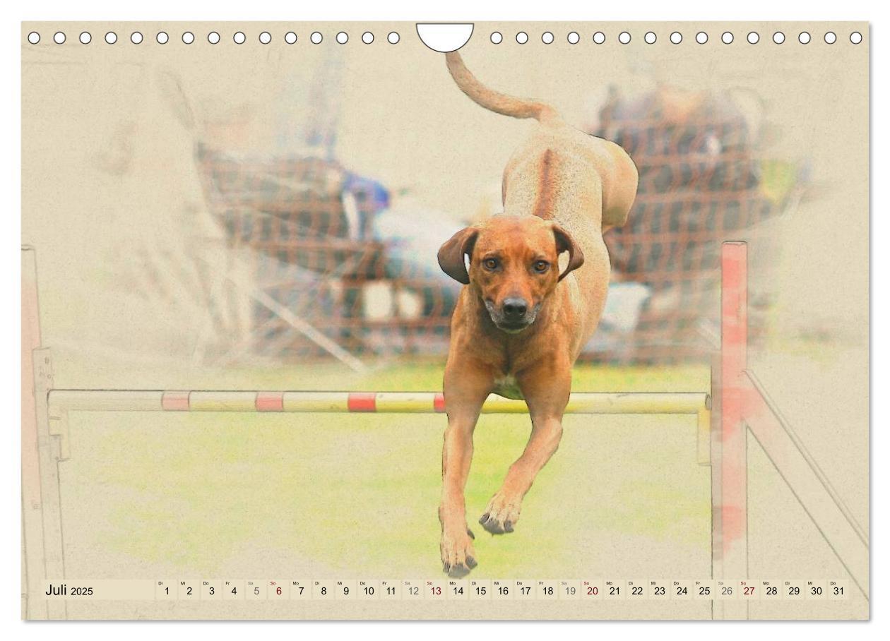 Bild: 9783435705627 | Rhodesian Ridgeback 2025 (Wandkalender 2025 DIN A4 quer), CALVENDO...