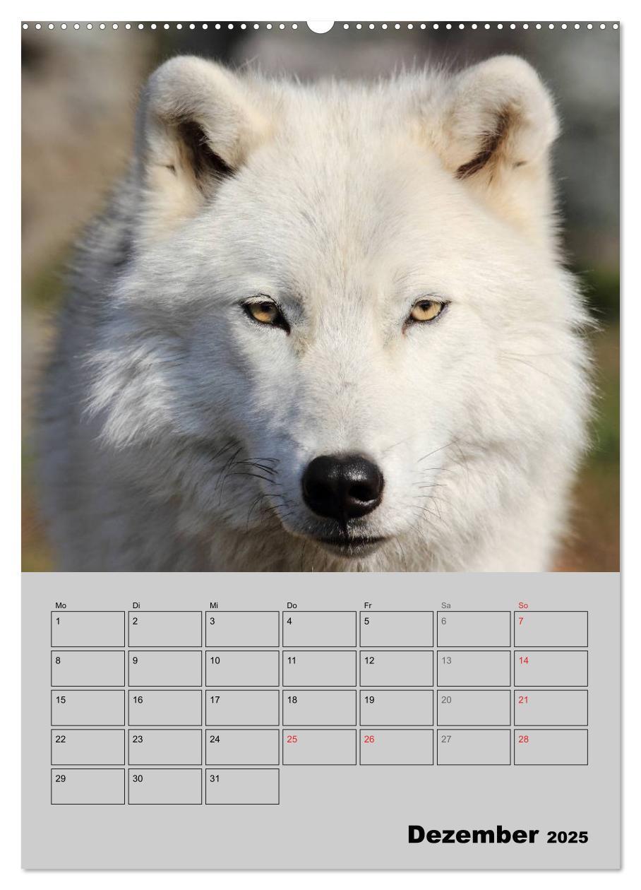 Bild: 9783457007143 | Wolf-Gesichter (hochwertiger Premium Wandkalender 2025 DIN A2...