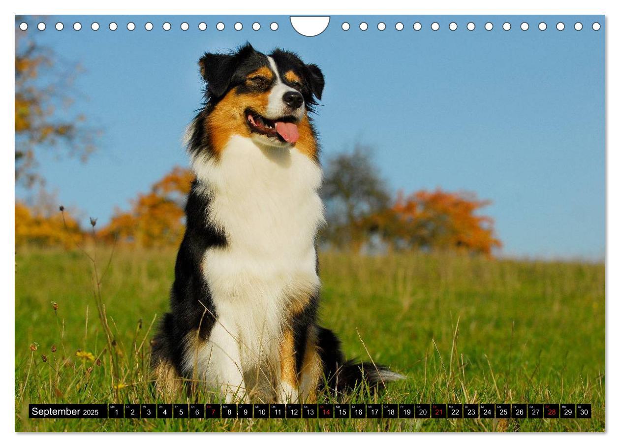 Bild: 9783435571451 | Bekannt wie ein bunter Hund. Australian Shepherd (Wandkalender 2025...