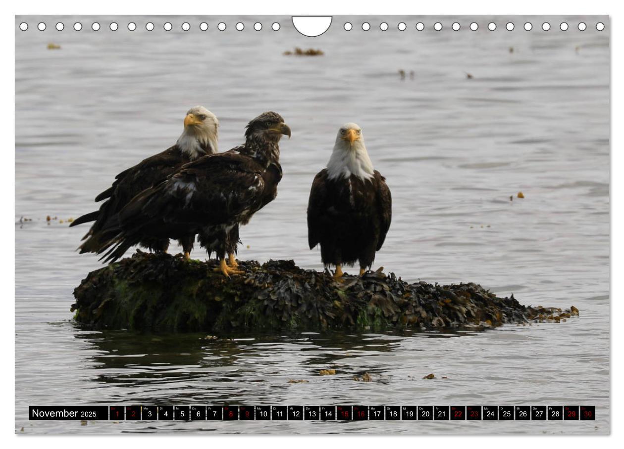 Bild: 9783435347636 | Weißkopfseeadler. Herrscher der Lüfte. 2025 (Wandkalender 2025 DIN...